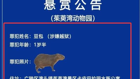 扬州动物园悬赏寻逃逸的“卡皮巴拉”，这只水豚50公斤。