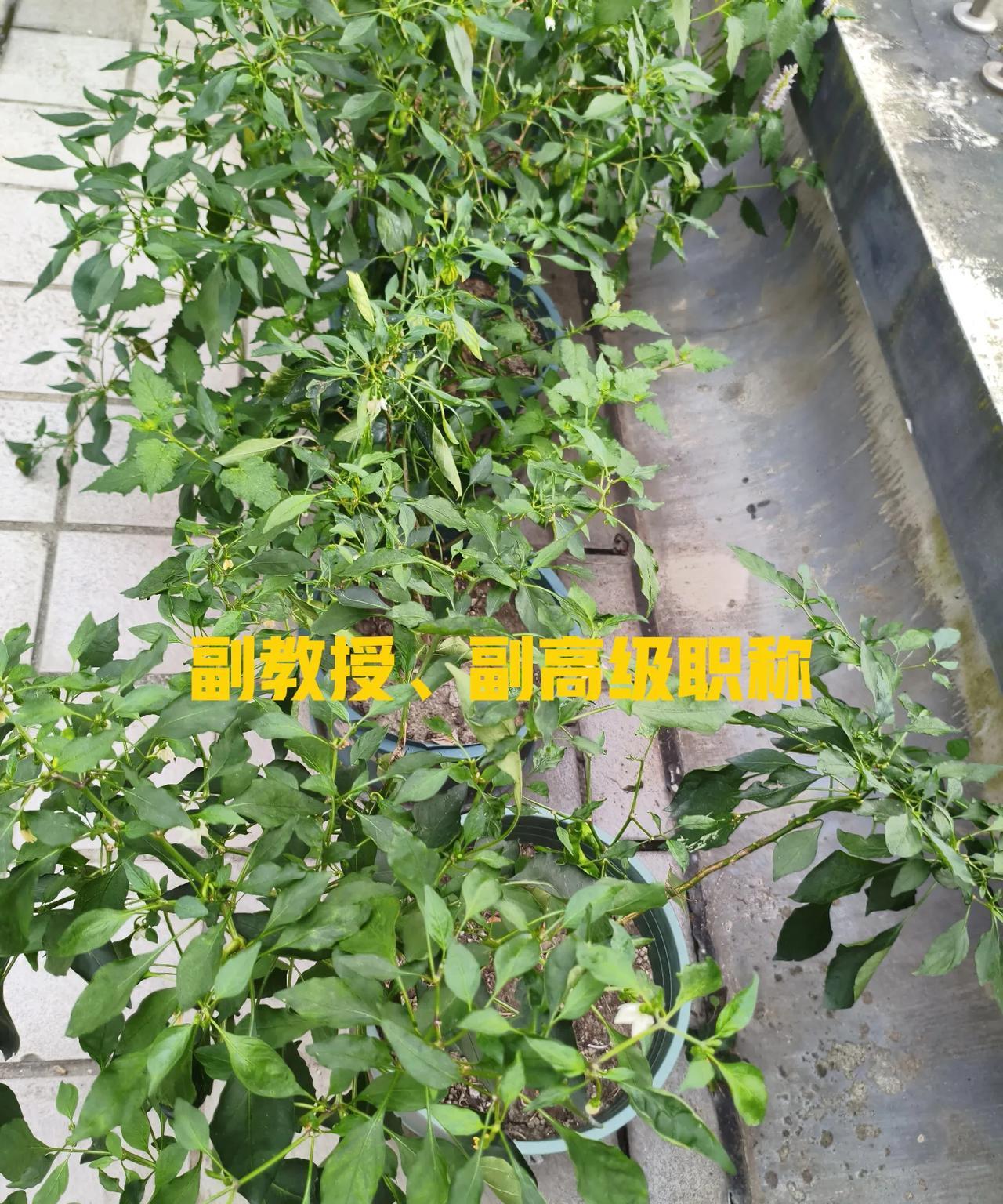 大学的副教授一年只有13万多一点，这个待遇确实有点低。
       朋友的哥哥