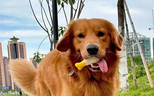 捡来的流浪狗总对婴儿床叫，装监控后，拍到的画面让女子后背发凉