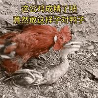 乱了！乱了！这只公鸡太过分了吧？光天化日，朗朗乾坤，怎么可以对一只母鸭无礼呢？难