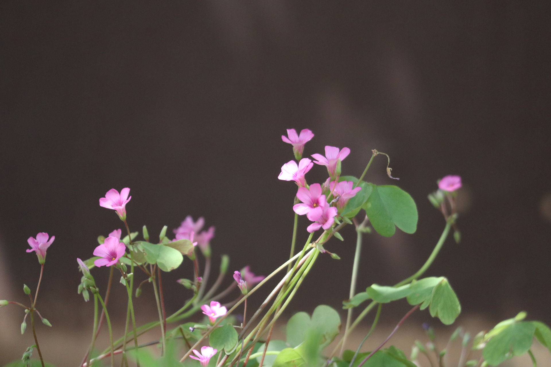 酢浆草栽种指南：球根这么种，冬天开满小花海！