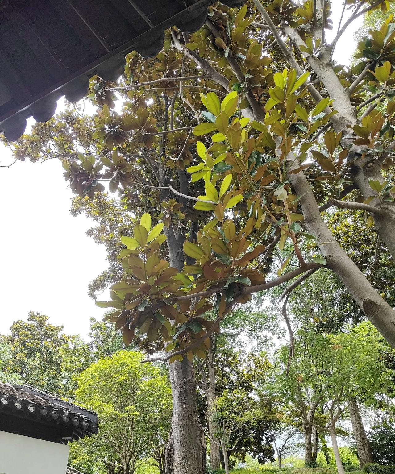 从9月1号起，国家规定企业必须给员工缴纳养老保险，明明是件大好事，是给咱打工的以