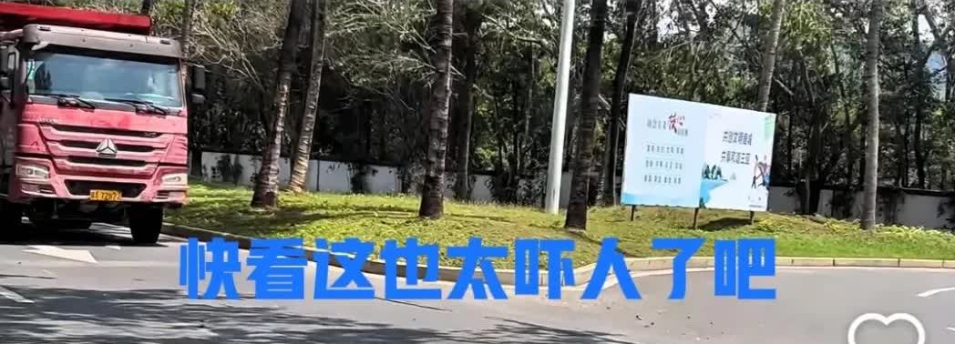 三亚一男子在三亚待了15年，

发现三亚蛇越来越多

他分析原因：原来三