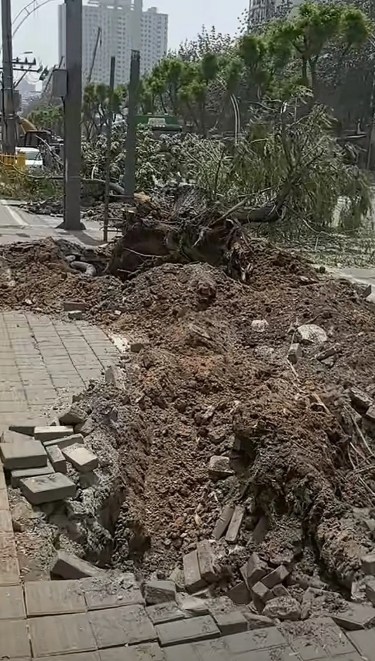 太原新建路维修改造，引发市民热议，好好的大树为何挖出来放倒，好好的马路这么一搞影