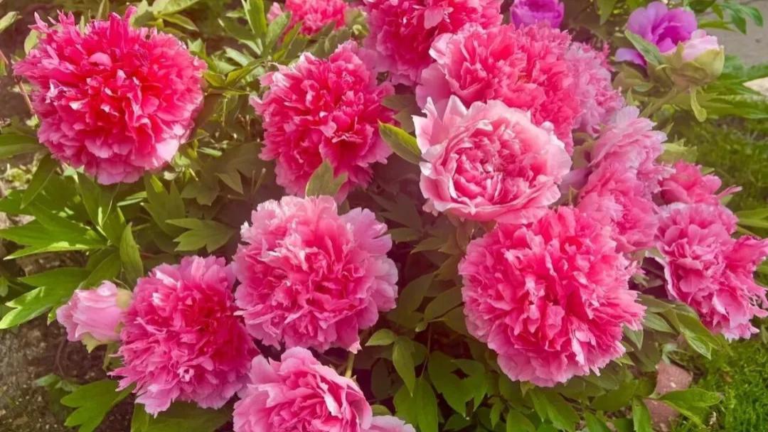 避坑指南：牡丹直播间的隐藏陷阱，90%花友中招