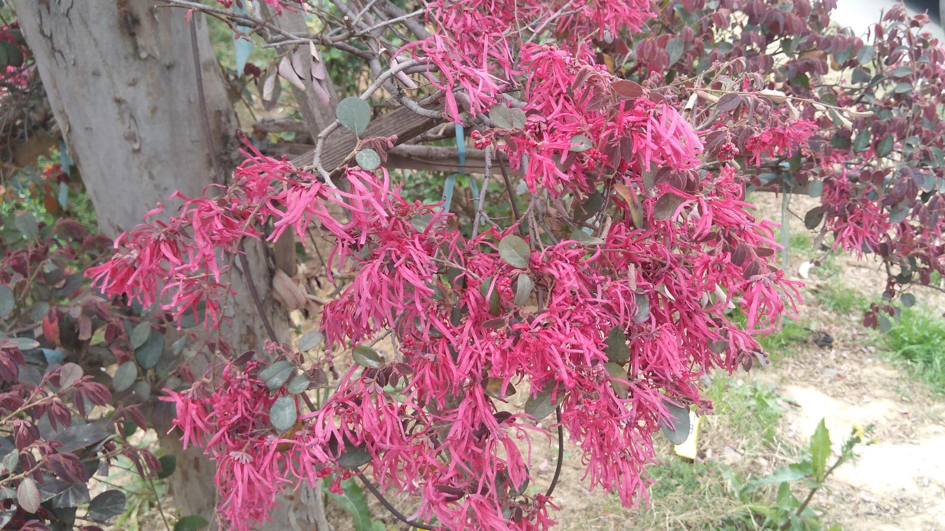 你见过一年开两次花的植物吗？