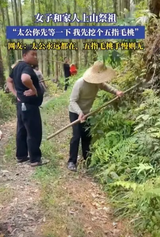 广西，一女子上山给太公祭祖时，意外邂逅了五指毛桃，这让她瞬间改了主意，连声向太公