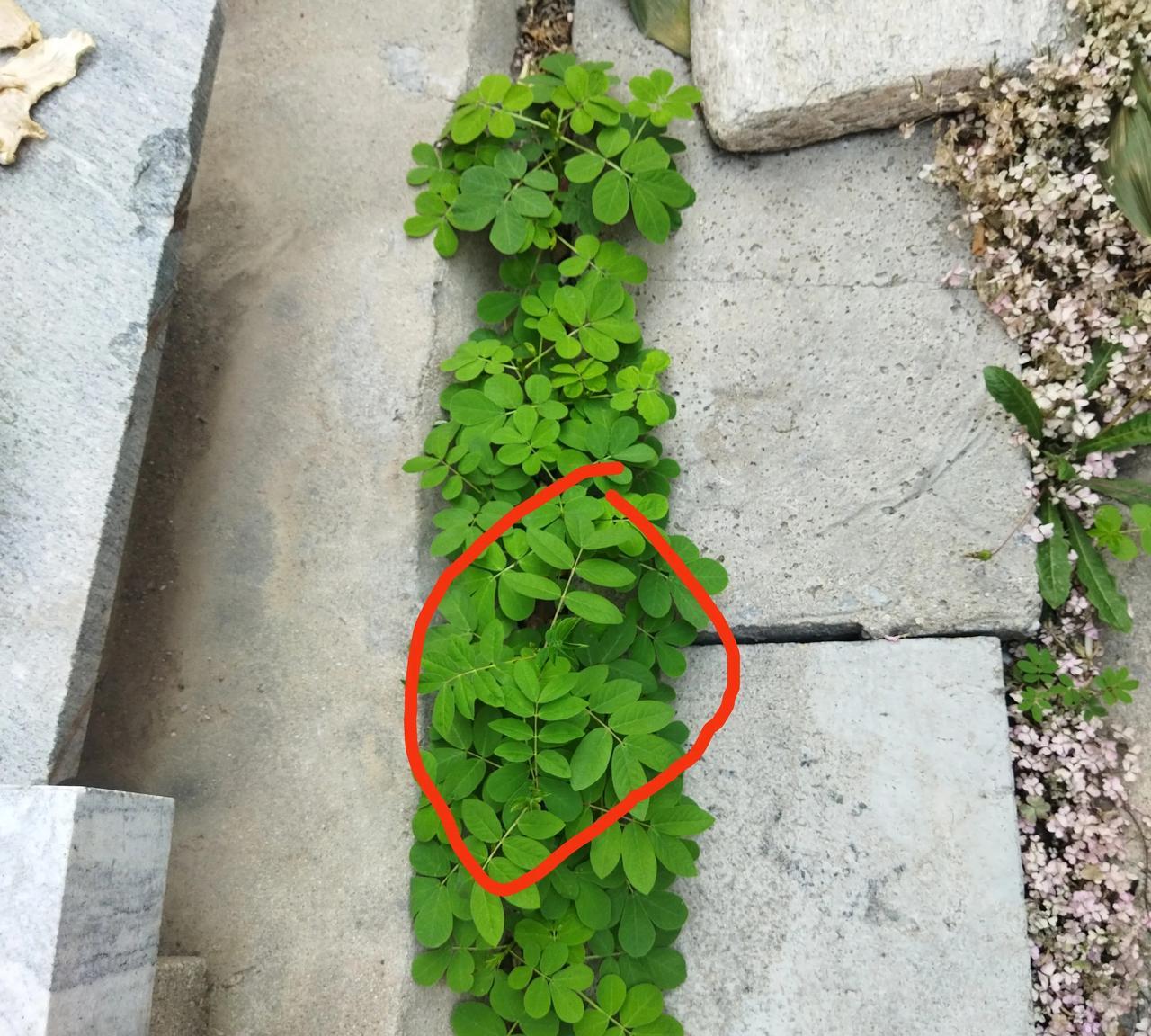 婆婆家院子下水道旁边发现了两种植物，我仔细观察，这植物看似一种，其实它是两种，一