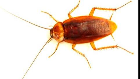 话说蟑螂除了会恶心人，还有其他作用吗？