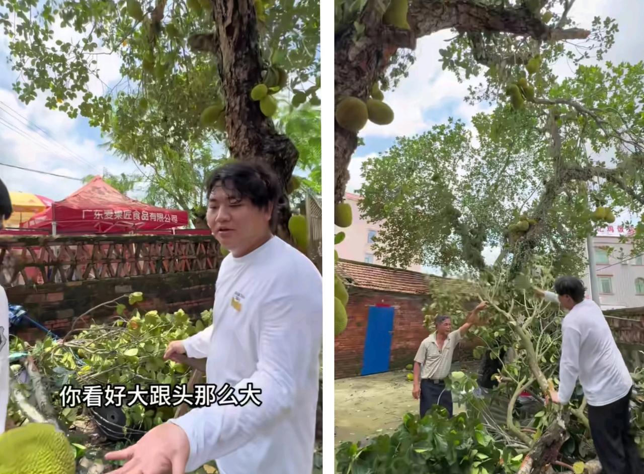 一场大风婵宝家菠萝树都刮断了树枝。婵宝哥哥说不见了几十个菠萝。每个菠萝都头那么大