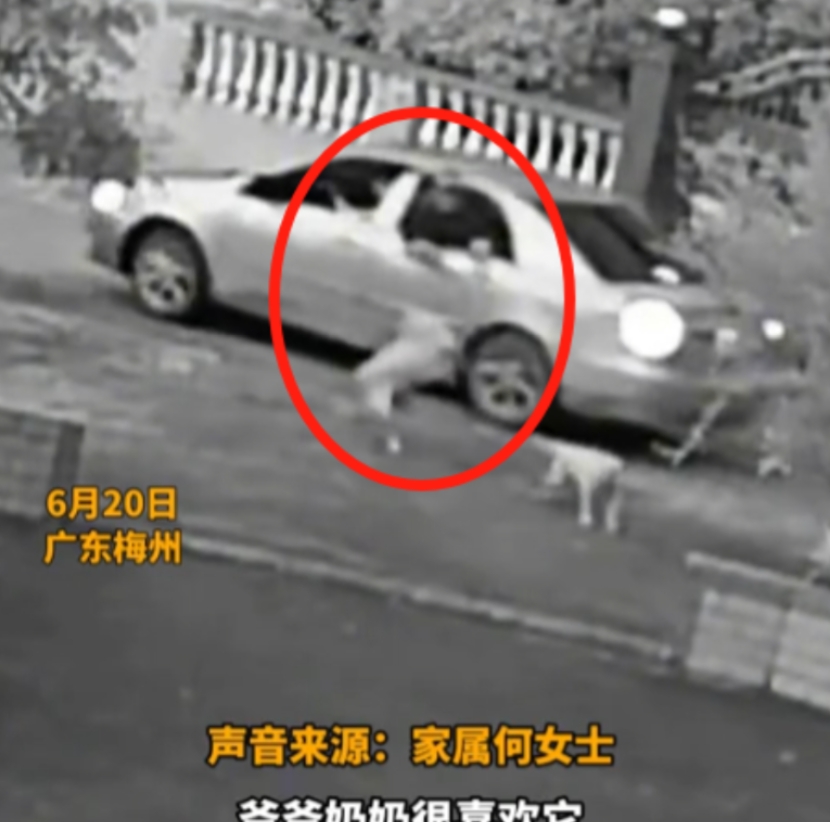 “太猖狂了！”6月20日广东梅州，爷爷奶奶出门，发现每天都在门口等他们一起散步的