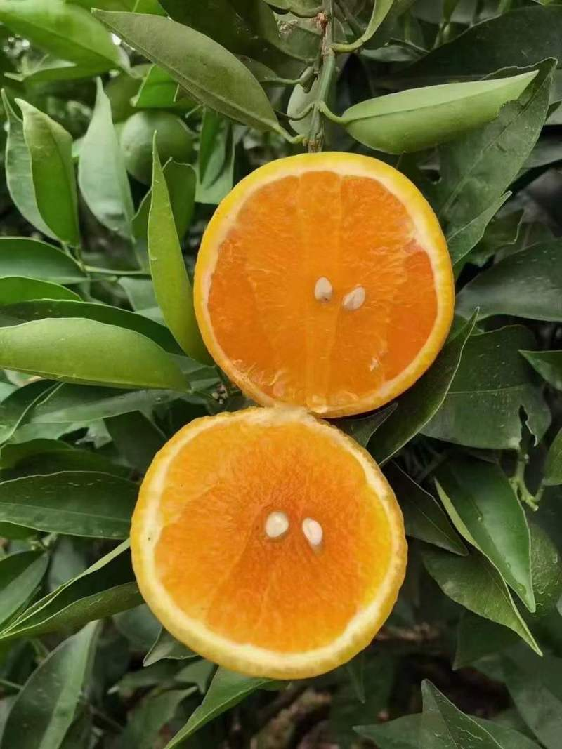 🌞夏日限定！湖北秭归新鲜夏橙打卡全攻略！