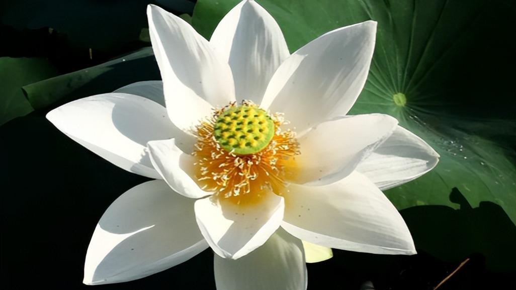 被这 “旱涌白莲” 美到失语！像把月光揉进花瓣里