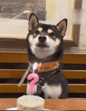 它的生日，程序一点点都没拉下一项，
点蜡烛；许愿；唱生日歌。
特别是唱生日歌，它