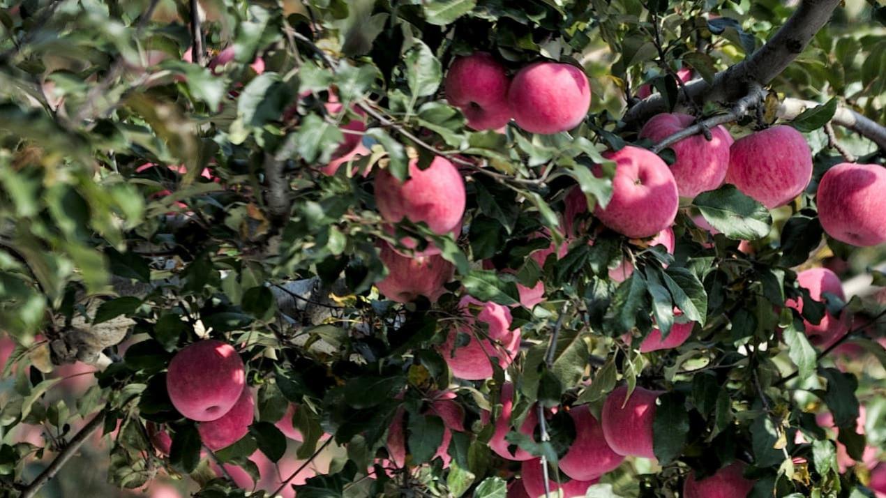 3天大葱叶翠绿，光照适宜，甘肃大葱，大葱西北风味