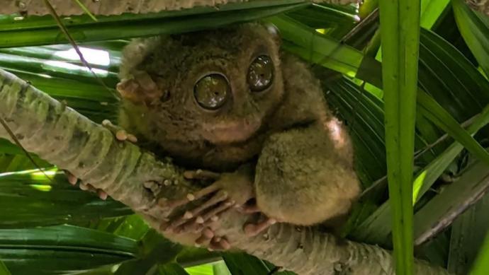 眼睛比脑子还大？这种动物简直就是生活在地球的“外星人”