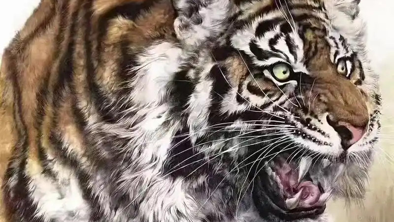 生肖虎，乙巳小寒：1月6日-1月21日勿太心慈手软！