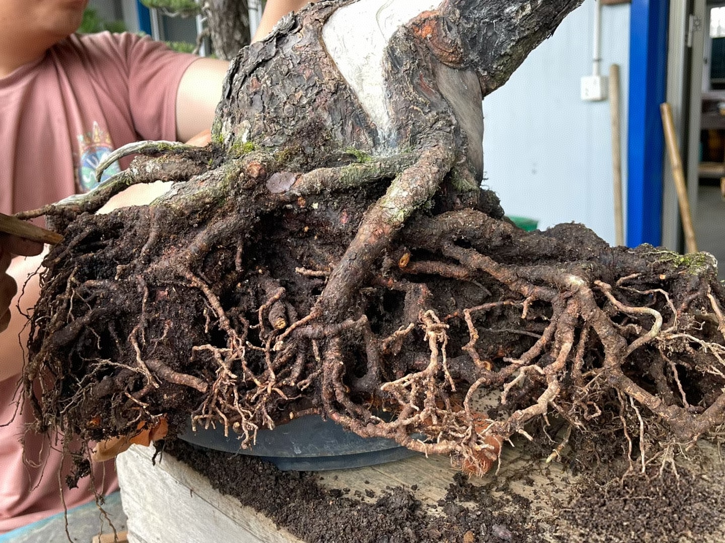 养盆景最烦遇上“根腐病”！