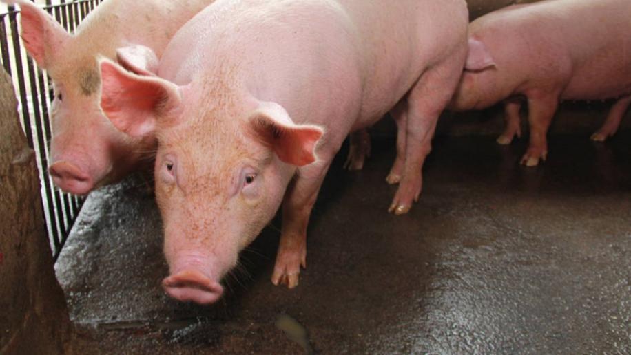 森澳达｜立冬猪场杀手？做好这6点，猪口蹄疫从此不再是问题