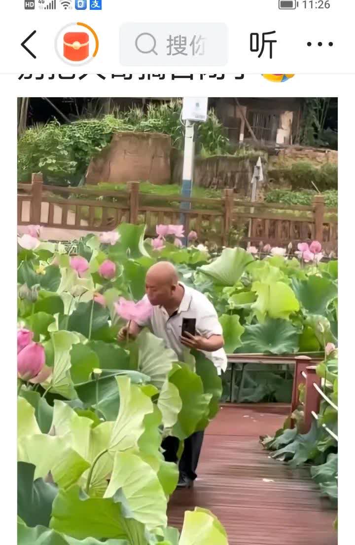 谁也没想到大爷吻了荷花，遭那么多人网爆！其实，大爷也是无心之举，爱美之心人皆有之