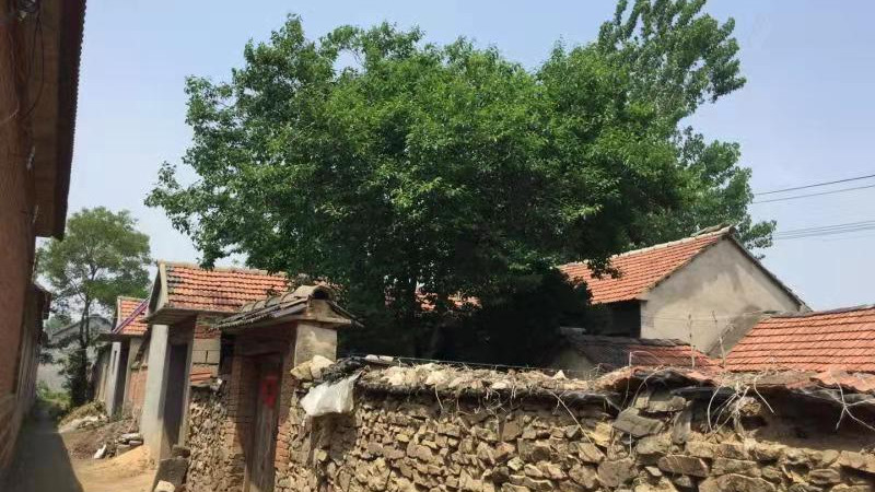 盛夏的农家小院，砂壶里煮沸传承百年的“腰疼腿痛”本草方