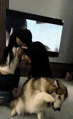全网最要脸的狗子！
狗子陪男女主人一家三口在家里看电视，看到剧中男女主角在卿卿我