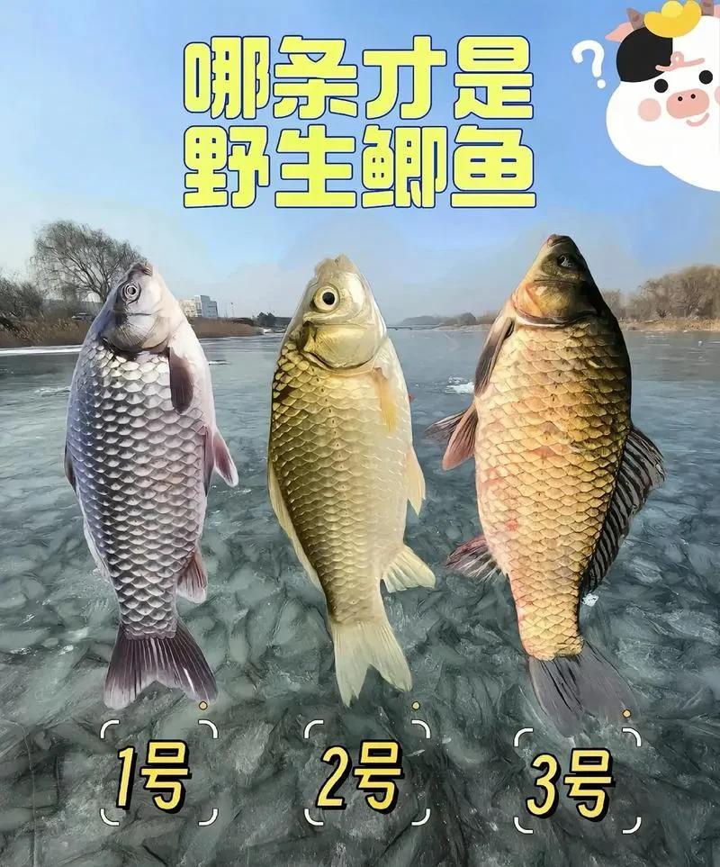 如图所示，哪条才是野生鲫鱼？大家时常到菜市场买鱼，但有时候花了高价钱却买了条饲料