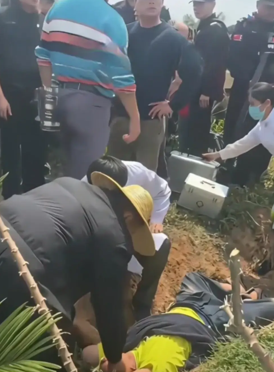 海南定安砍伐槟榔，因视频流出一夜间引发轩然大波。

有人躺在农田中极力阻止施工，