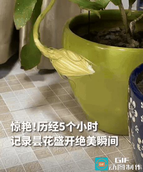 江苏一女子准备关灯休息，突然发现妈妈种的昙花有动静，她走近一瞧，发现是昙花要开了