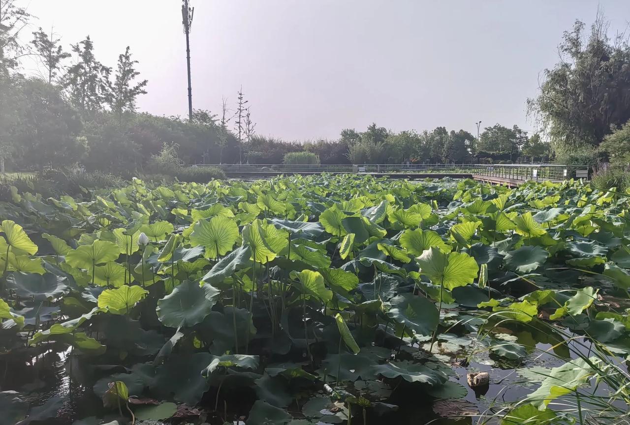 繁忙只是借口，时间挤一挤总是有的，陪陪家人，犒赏自己，一个小公园就可以了。
