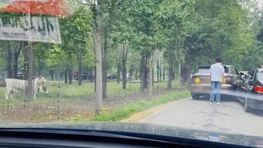 野生动物园猛兽区两车刮擦，乘客竟下车理论，一旁老虎悄然逼近！