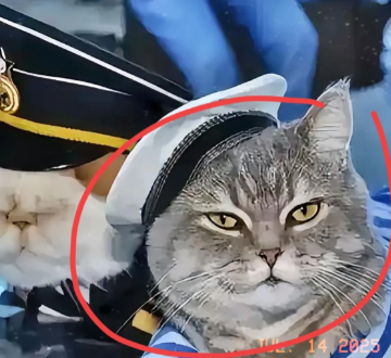 航母上为什么要养猫？是为了抓老鼠？那你就错了，现在航母上的猫可不是为了抓老鼠，而