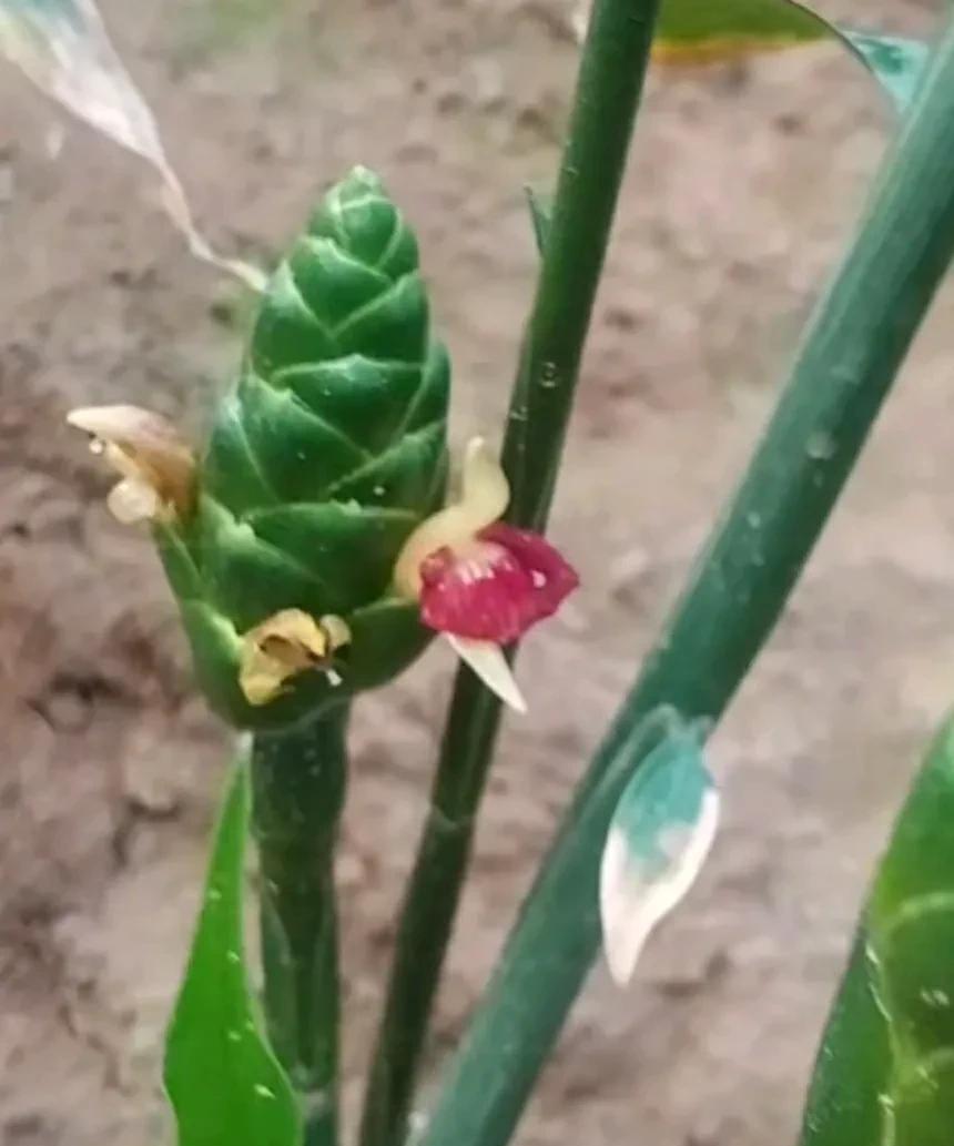 考考你，不管是城里的还是农村的认识的不多吧
谁能说出这种花的名字来，农村庄稼田里