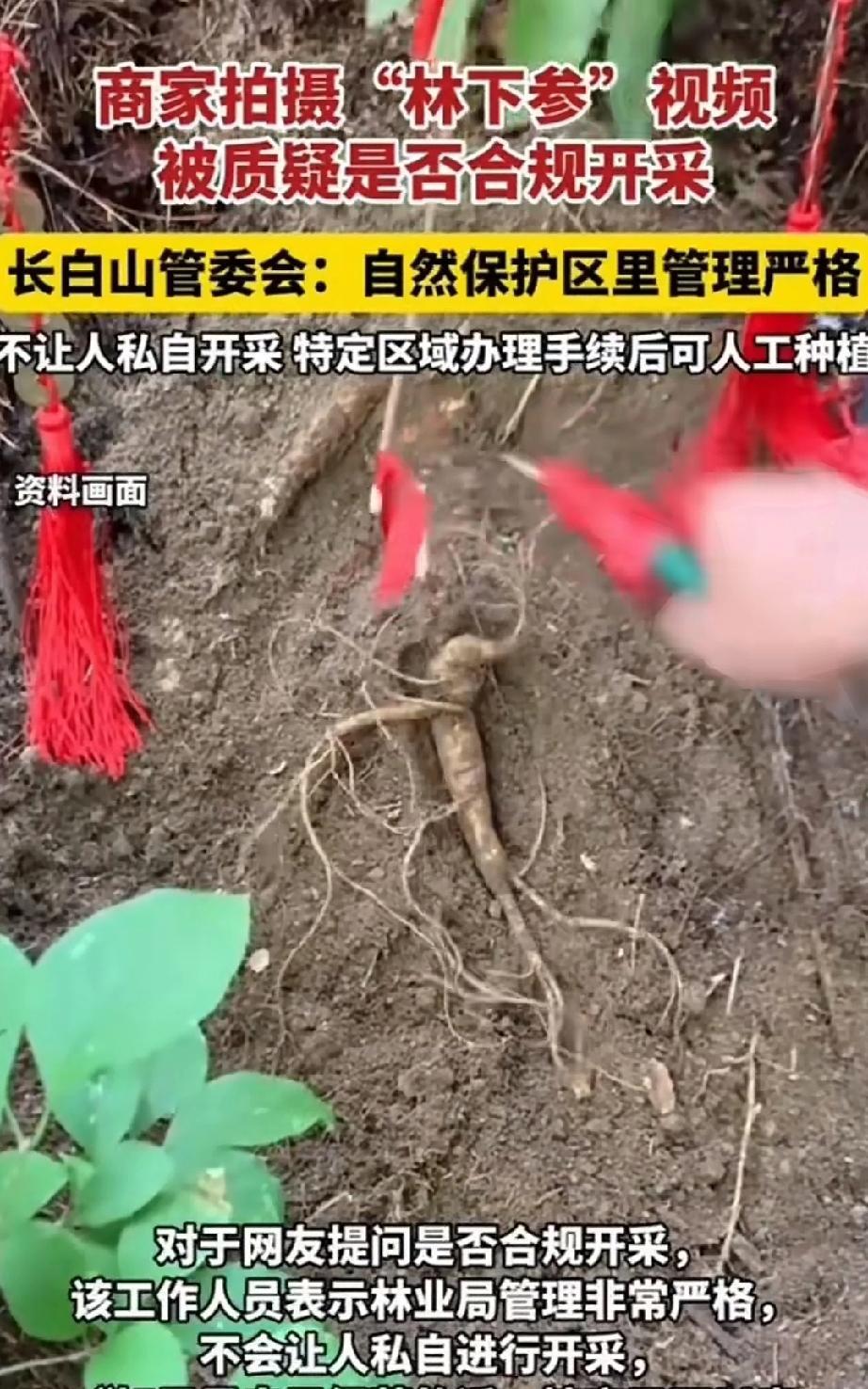 长白山的人参会跑，你信吗？
近日，长白山的人参成熟了，商家拍摄采挖林下参的视频，