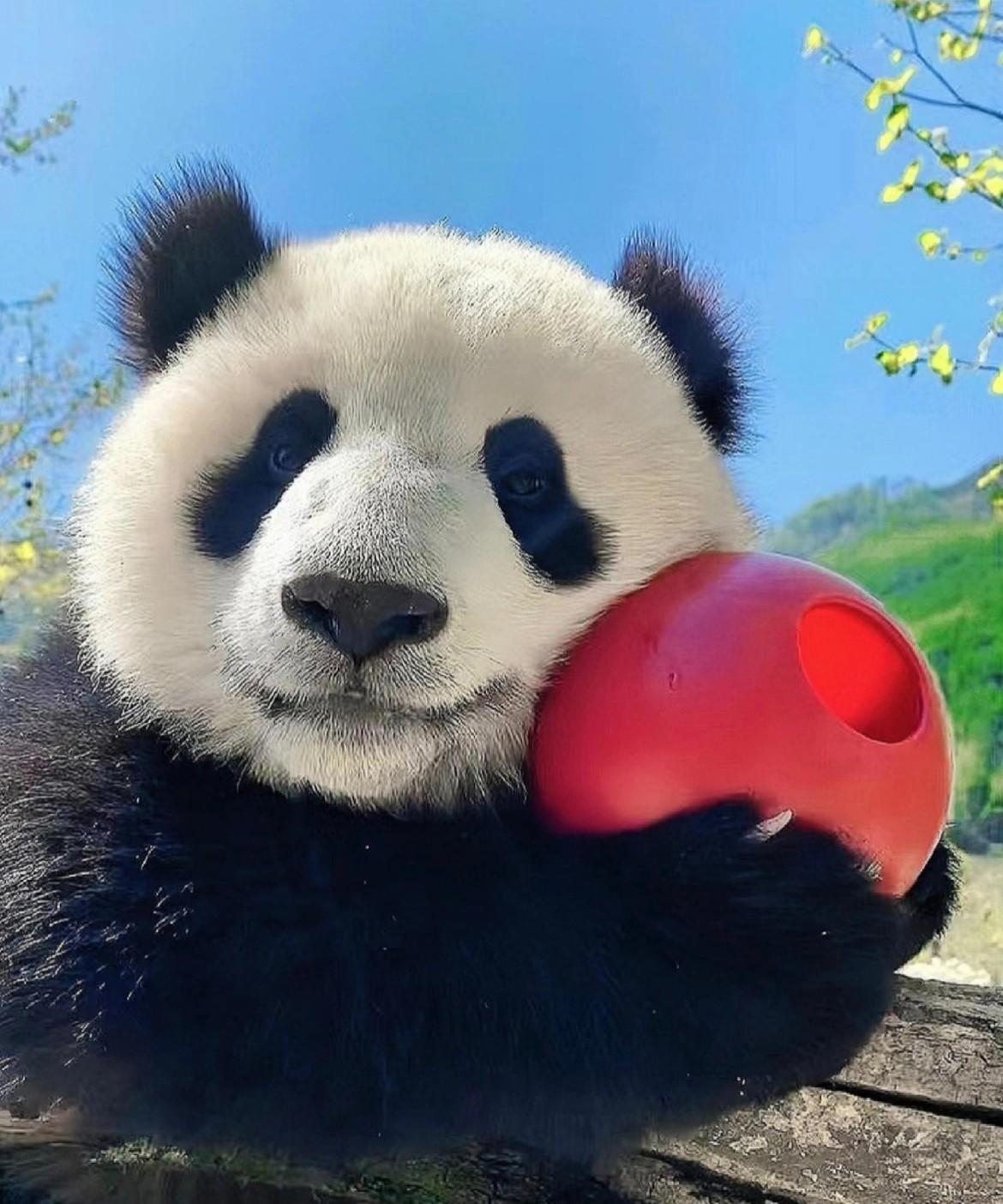 现在刷到小九福将回到了北京动物园，想到他和弟弟华宝分开，突然就有点泪目
以后两兄