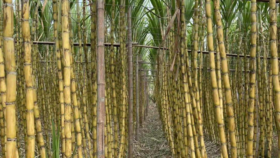 童言趣语：甘蔗生锈了不能吃