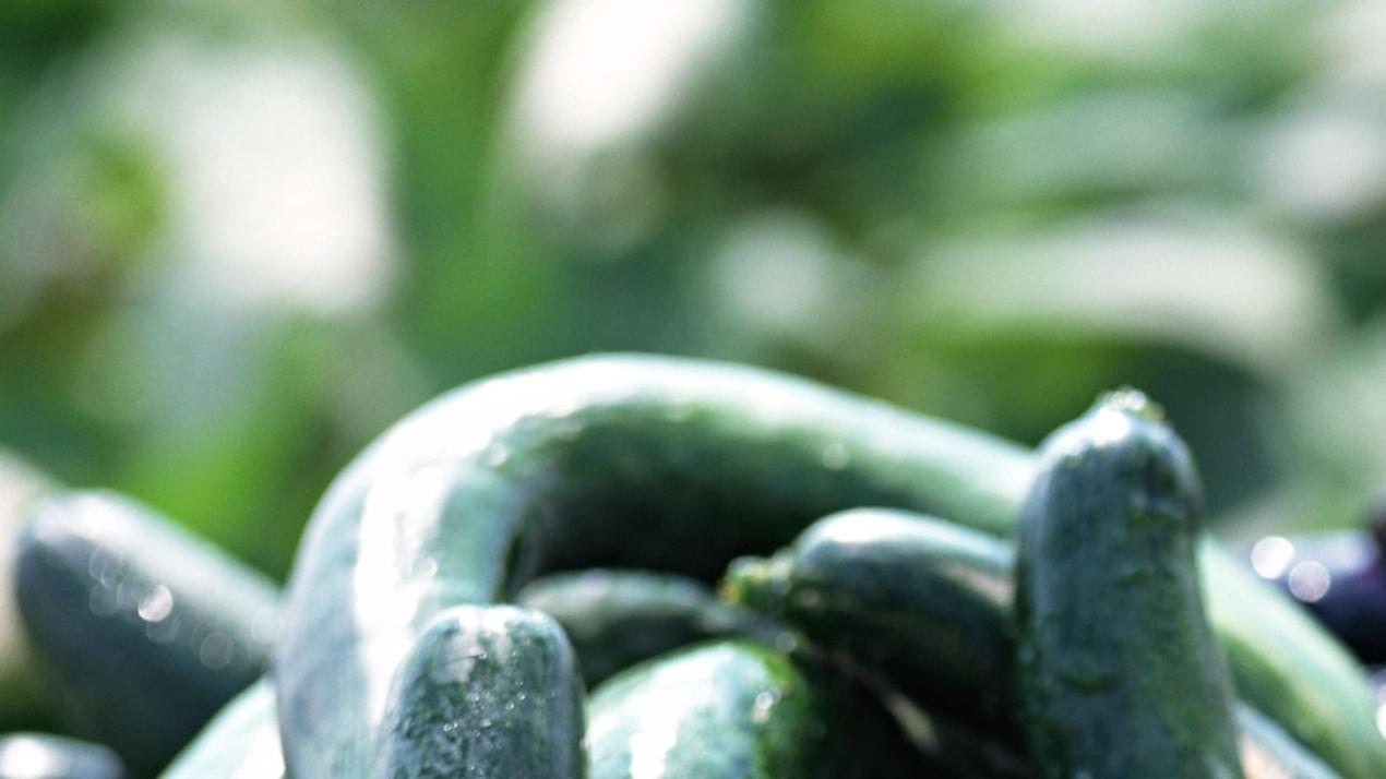 七天配土改良技巧，颠覆认知，黏土板结环境，小麦土壤改良秘籍 (6)