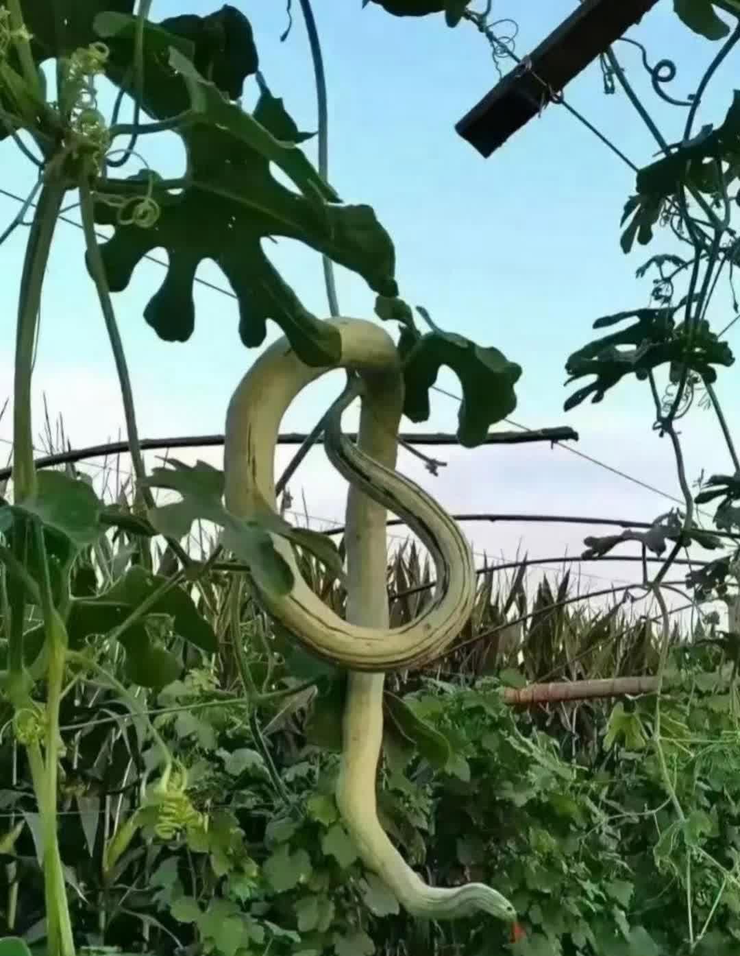 今天在自家菜园摘菜，可把我吓一跳！突然看到一团怪东西，心一下子提到了嗓子眼，想着
