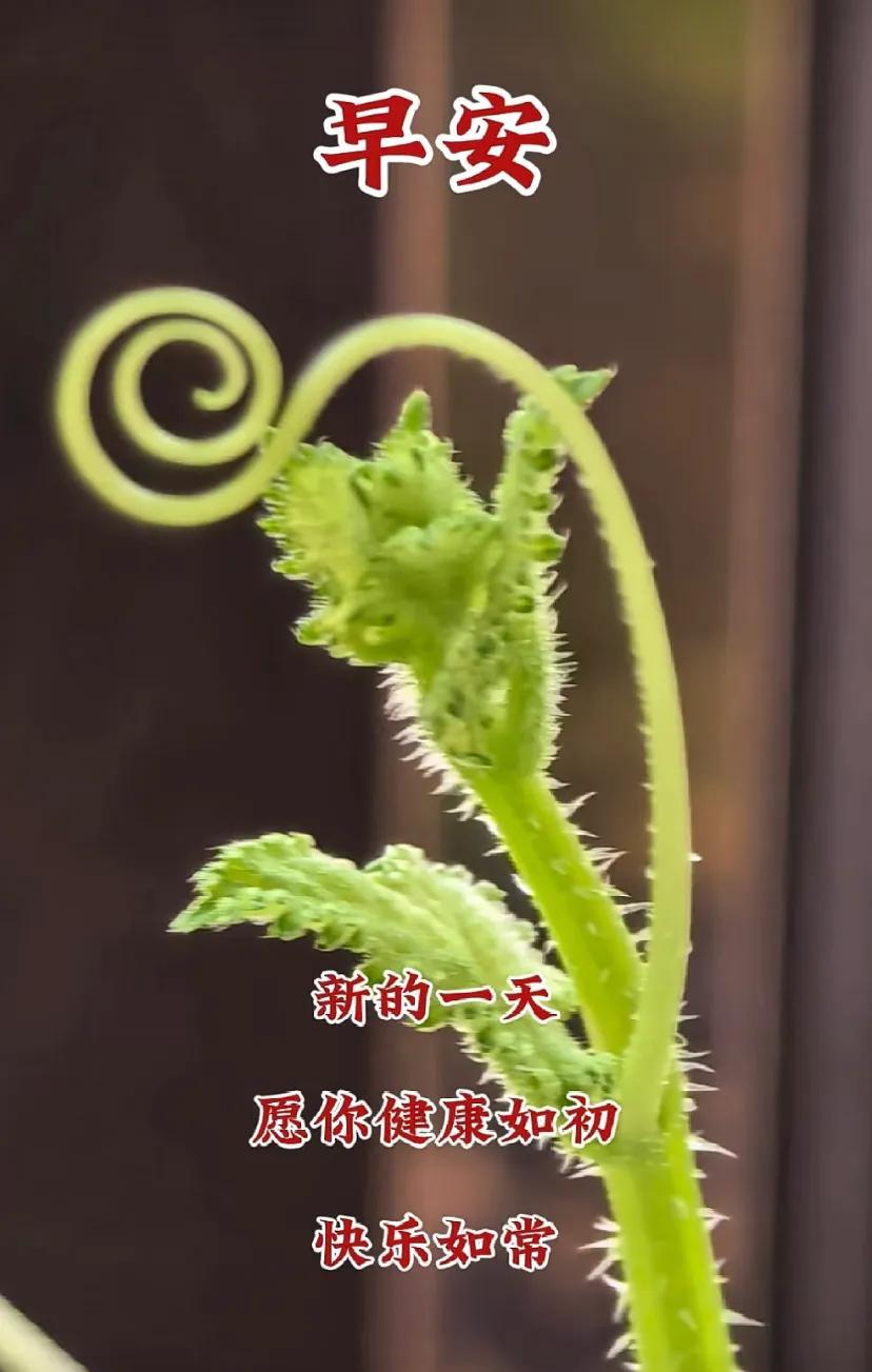 早安，幸福安康！简单就是快乐！