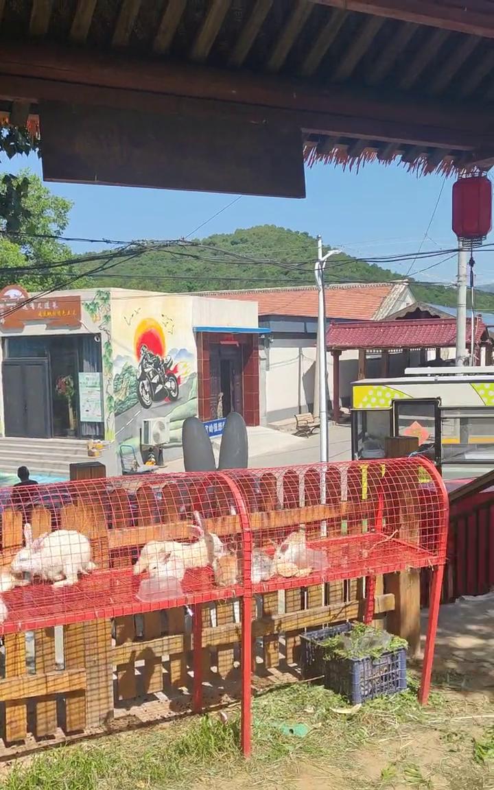 民宿摇官岭村，看看现在建的很漂亮。鸽子、兔子，再往这边走，这有什么？这现在空着还