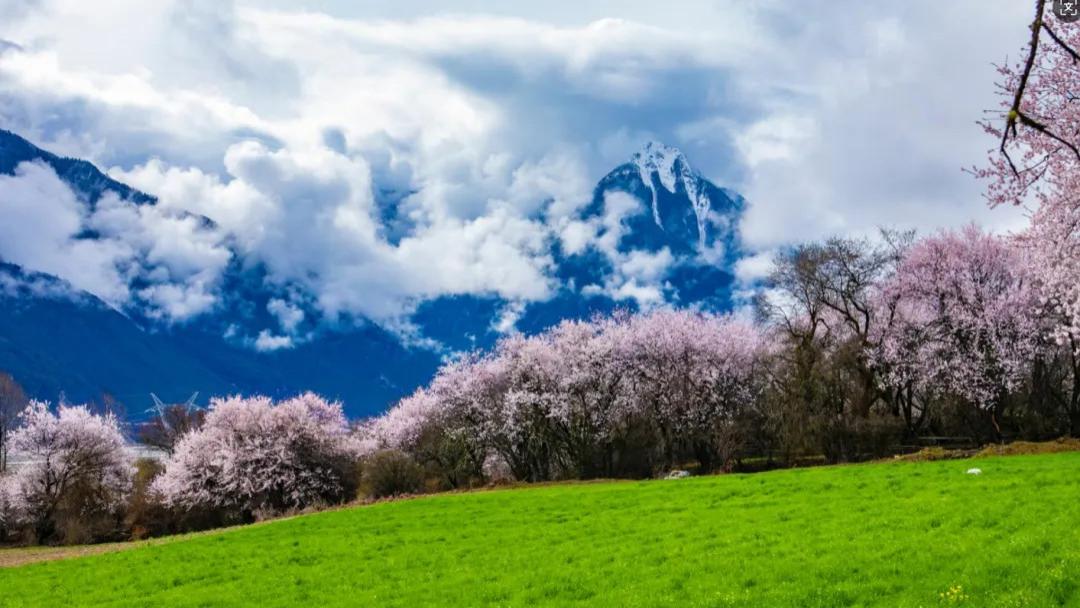 究竟是什么伟大前程值得把四季花开都错过？