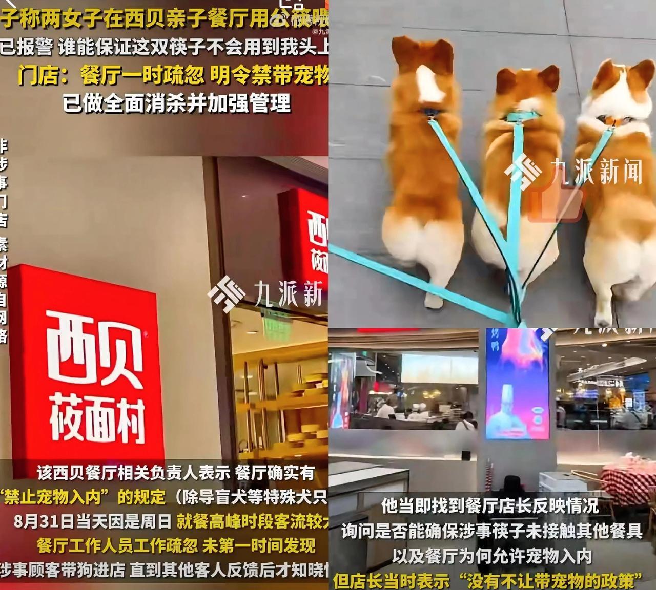 一觉睡醒，贾国龙真要吐血了！
没想到罗永浩风波刚过去，西贝又出大事了！
事情是这
