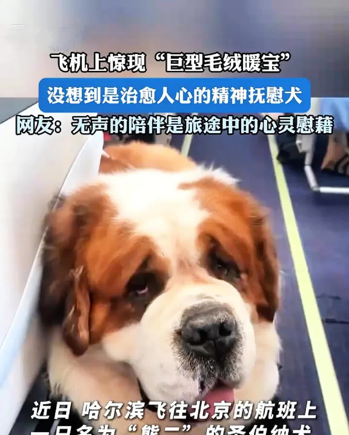 哈尔滨飞北京航班上，一只巨型圣伯纳犬引发热议！

它不是普通宠物，而是精神抚