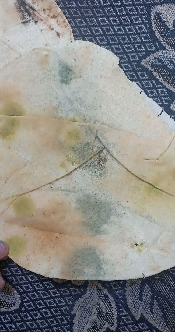 日前有媒体曝光，昨天在加沙地区空投的物资是发霉的大饼，和当年世界粮食计划署在也门