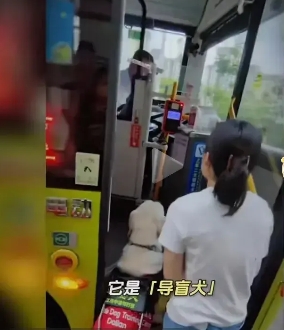 你在生活中见过导盲犬吗？
近日 四川一女士因携带导盲犬上公交车被驾驶员拒绝而上热