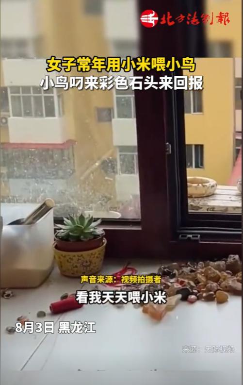 “万物皆有灵！”黑龙江，女子常年用小米喂小鸟。突然，小鸟叼来彩色石头放她家桌上。