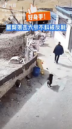 干得漂亮！西藏， 一个大爷在外面干活，突然被自家的藏獒从背后偷袭，不料大爷却不慌