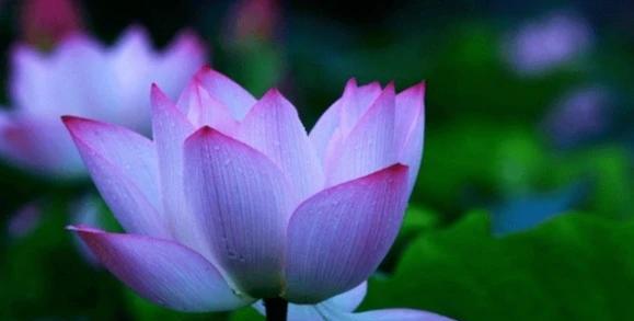 10月份，福星高照，4属相工作顺利，升职加薪，前景一片光明
属相鼠
属相鼠向来以