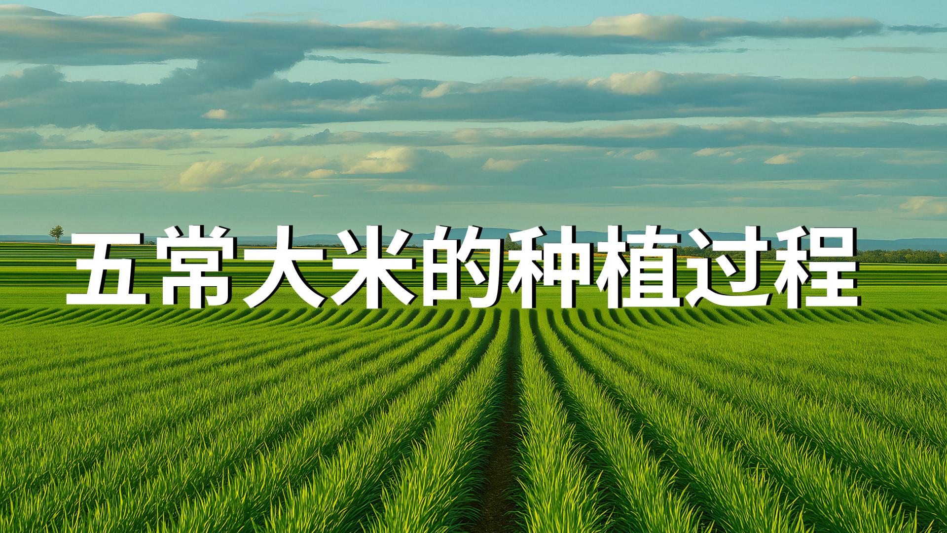 五常大米的种植过程