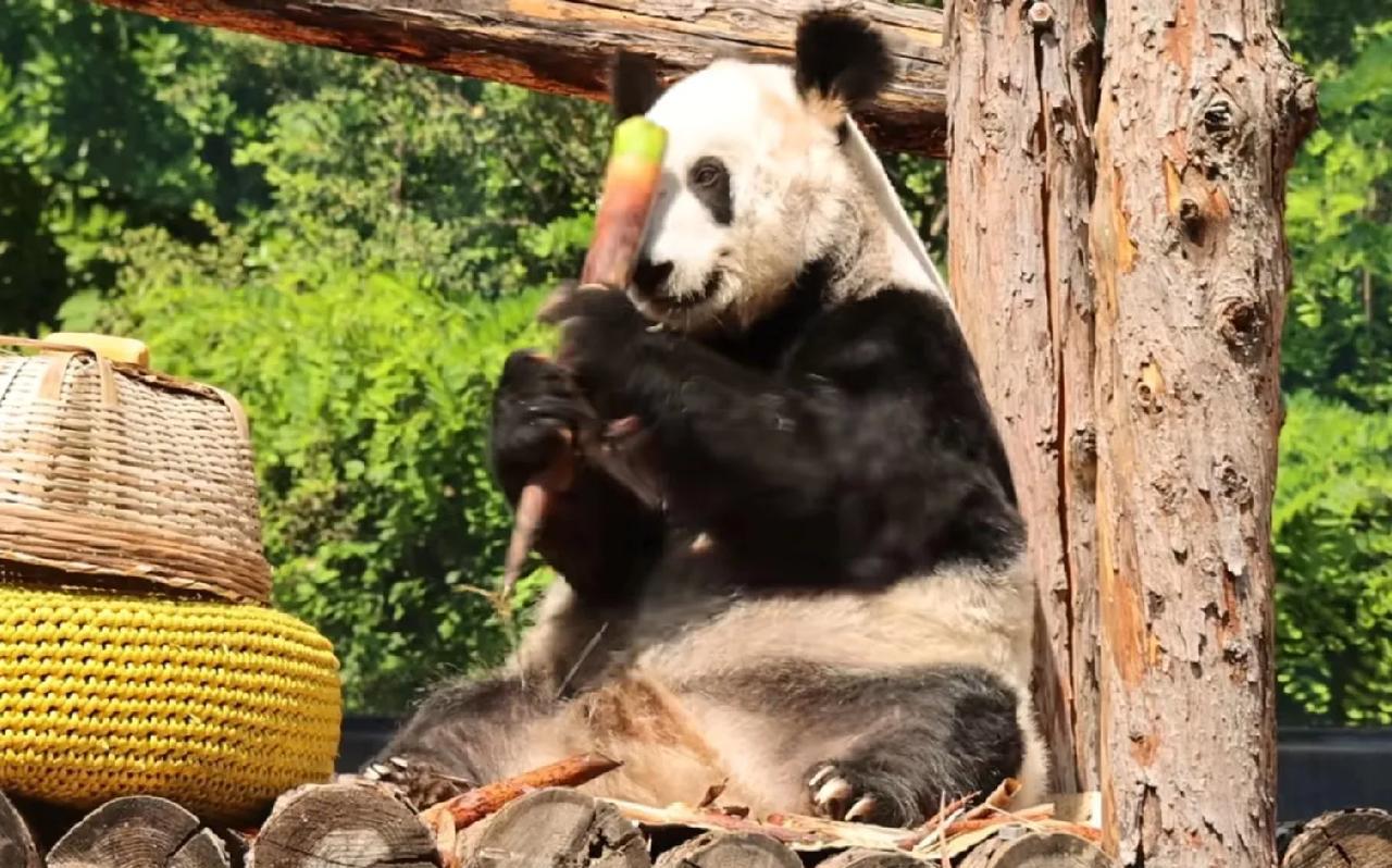 每到周五，北京动物园就会准时更新大熊猫丫丫的视频，让很多关注丫丫的网友们每周都有